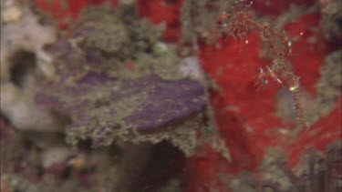 Seahorse among coral