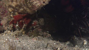 Seahorse among coral