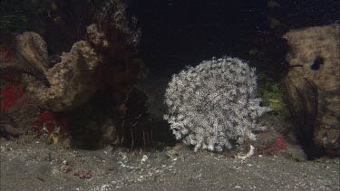 Seahorse among coral