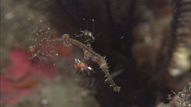 Seahorse among coral