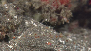 Seahorse among coral