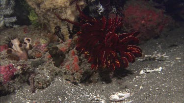 Seahorse among coral