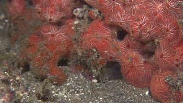 Seahorse among coral