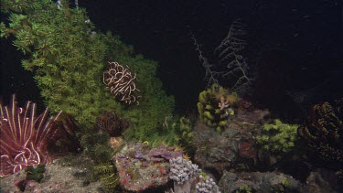 Seahorse among coral