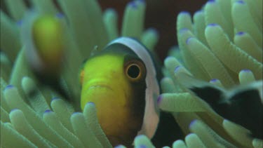 Close-up of Anemonefish in anemone