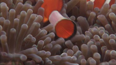 Close-up of Anemonefish in anemone