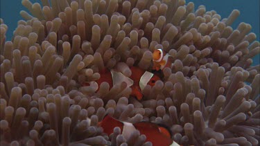 Anemonefish in anemone