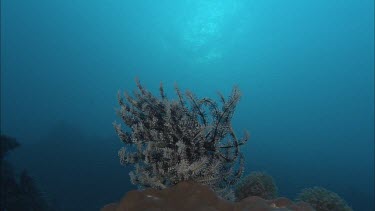 CM0042-HHO2-0063191 Fish and Coral reefscape