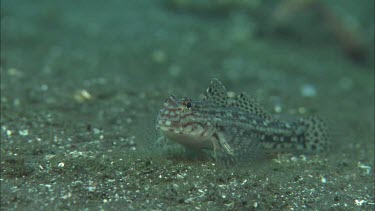 Goby on ocean floor