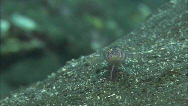 Goby on ocean floor