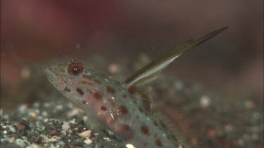 Close-up of Goby on ocean floor