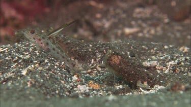 Goby on ocean floor