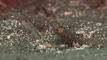 Goby on ocean floor