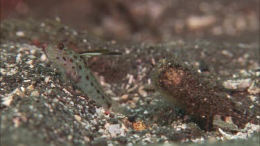 Goby on ocean floor