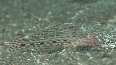 Goby on ocean floor