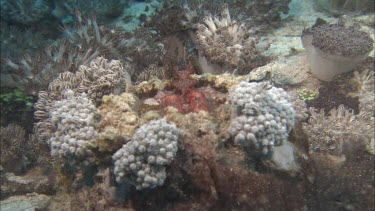 Mantis shrimp on coral