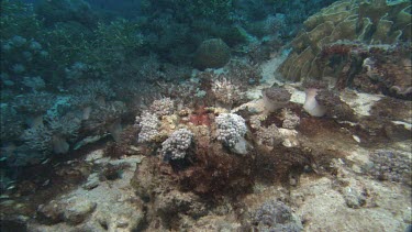 Mantis shrimp on coral