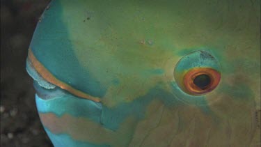 Close up of parrotfish