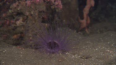 Purple long-tentacled anemone