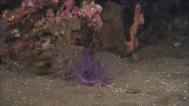 Purple long-tentacled anemone