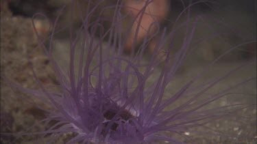 Purple long-tentacled anemone