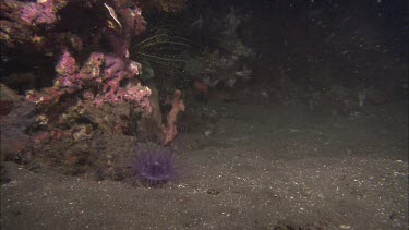 Purple long-tentacled anemone