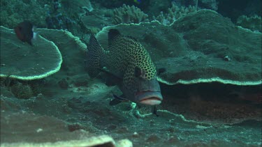 Spotted sweetlips being cleaned by wrasse