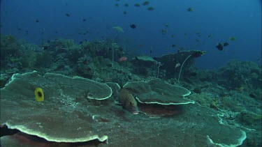 Spotted sweetlips among fish and coral