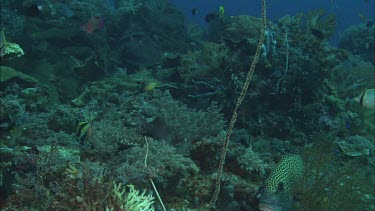 Spotted sweetlips among fish and coral