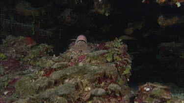 Emperor nautilus swimming among coral