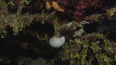 Emperor nautilus swimming among coral