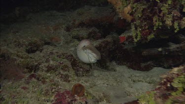 Emperor nautilus swimming among coral