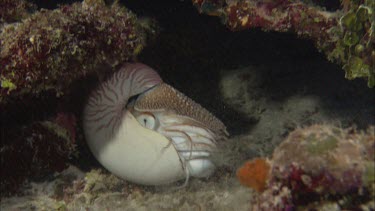 Emperor nautilus swimming among coral