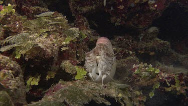 Emperor nautilus swimming among coral