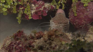 Emperor nautilus swimming among coral