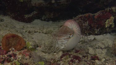 Emperor nautilus swimming among coral