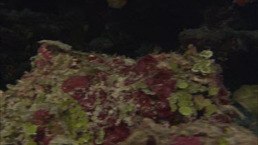 Emperor nautilus swimming among coral