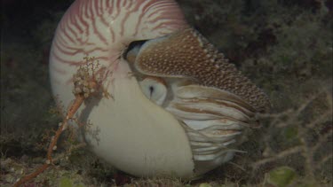 Close-up of Emperor nautilus