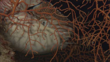 Close-up of Emperor nautilus