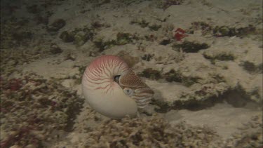 Emepror nautilus swimming along ocean floor