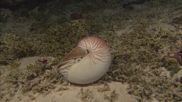 Emepror nautilus swimming along ocean floor