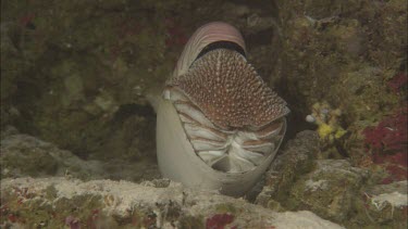 Emperor nautilus sitting on ocean floor