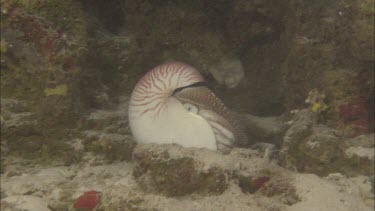 Emperor nautilus sitting on ocean floor