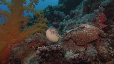 Emperor nautilus swimming among coral