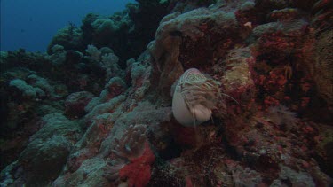 Emperor nautilus swimming among coral