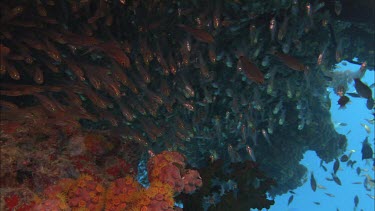 Highfin coral grouper among school of fish and coral