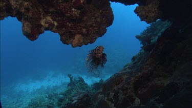 Lionfish among coral