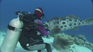 Potato grouper trying to eat diver's camera