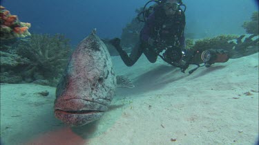 Potato grouper swimming towards camera