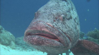 Close up of potato grouper